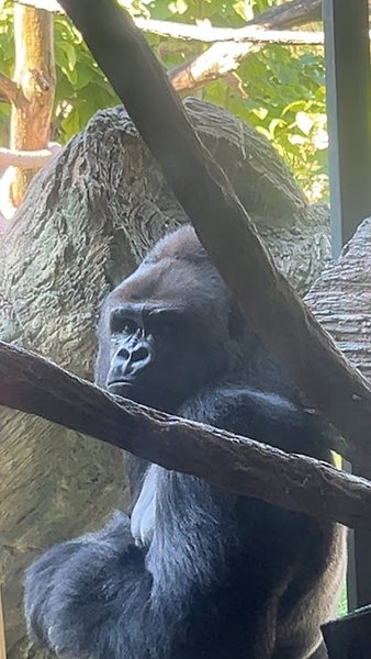 Regenstein Center for African Apes photo 3