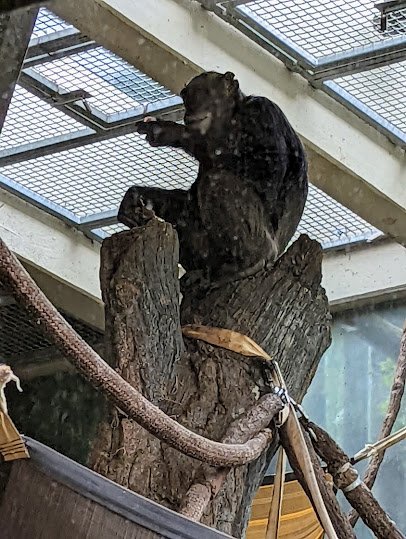Regenstein Center for African Apes photo 4