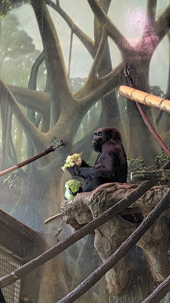 Regenstein Center for African Apes photo 5