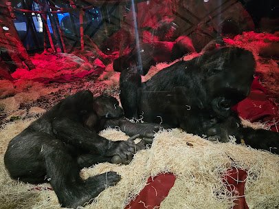 Regenstein Center for African Apes photo 6