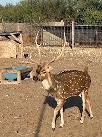 Bow Champs Exotic Petting Zoo photo 4