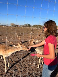 Bow Champs Exotic Petting Zoo photo 5
