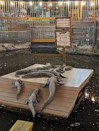 Smugglers Cove Adventure Golf photo 4