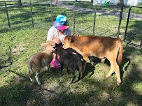 My Fiesta Fairy LLC *Mobile Petting zoo & Pony rides photo 5