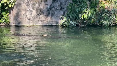 Alligator Habitat photo 2