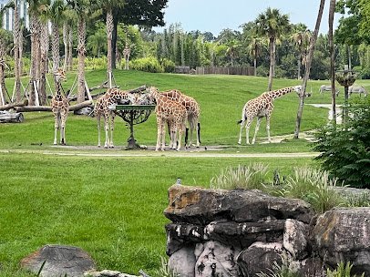Alligator Habitat photo 4