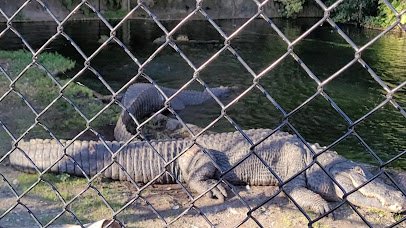 Alligator Habitat photo 5