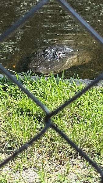 Alligator Habitat photo 6