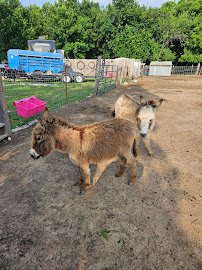 Road 380 Farm & Petting Zoo photo 5