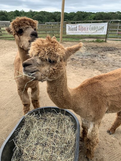 Island Alpaca Company