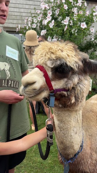 Island Alpaca Company photo 2