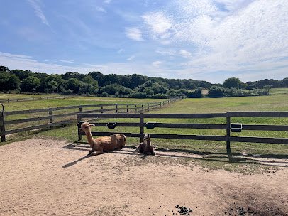 Island Alpaca Company photo 3