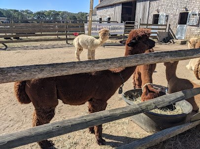 Island Alpaca Company photo 4