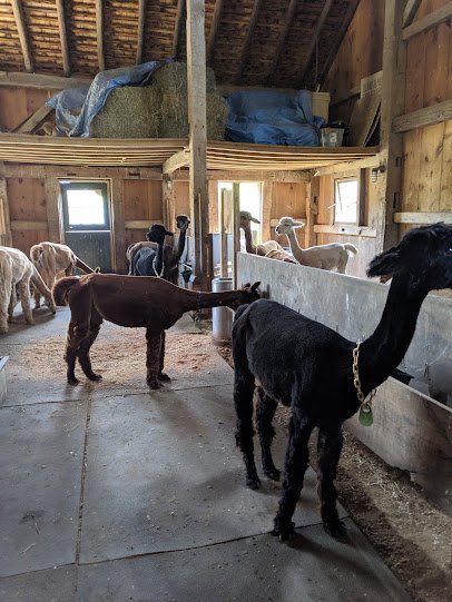Island Alpaca Company photo 5