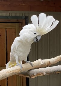 Broadway Zoological Park