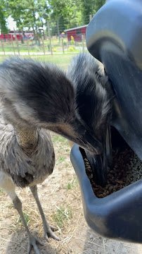 Broadway Zoological Park photo 2