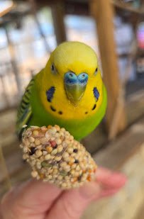 Broadway Zoological Park photo 5