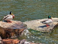 Lake Gregory Regional Park photo 5