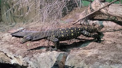 Reptilandia Zoo photo 2