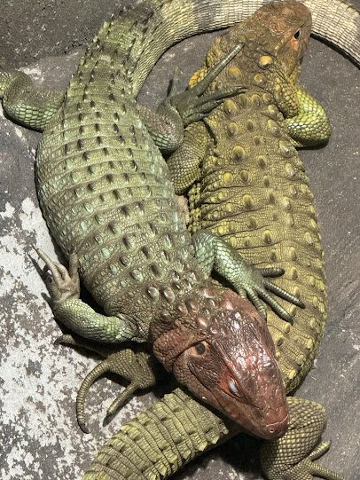 Reptilandia Zoo photo 4