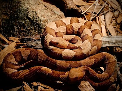 Reptilandia Zoo photo 5
