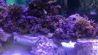 U.S. Live Rock, LLC - Saltwater Aquarium Live Rock