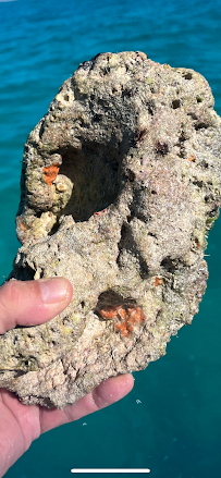U.S. Live Rock, LLC - Saltwater Aquarium Live Rock photo 3