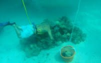 U.S. Live Rock, LLC - Saltwater Aquarium Live Rock photo 5