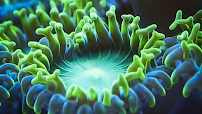 U.S. Live Rock, LLC - Saltwater Aquarium Live Rock photo 6