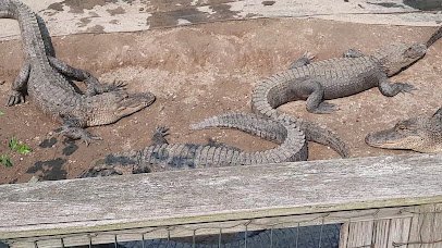 Alligator Sanctuary photo 2