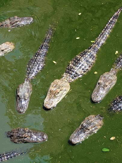 Alligator Sanctuary photo 3
