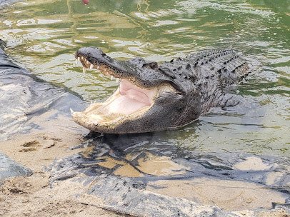 Alligator Sanctuary photo 4