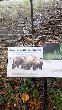 American Bison at Bronx Zoo photo 2