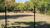 American Bison at Bronx Zoo photo 3