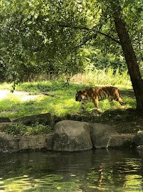 American Bison at Bronx Zoo photo 4