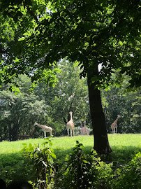 American Bison at Bronx Zoo photo 5