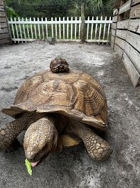 Florida Madagascar Exotic Zoo and Sanctuary photo 2