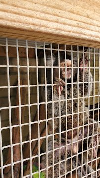 Florida Madagascar Exotic Zoo and Sanctuary photo 6