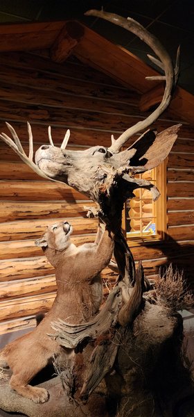 Draper Natural History Museum photo 2