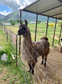 Utah Valley Llamas