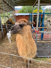 Utah Valley Llamas photo 2