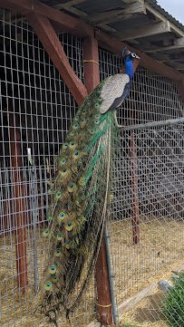 Utah Valley Llamas photo 3