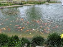 Utah Valley Llamas photo 4