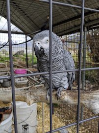 Utah Valley Llamas photo 5