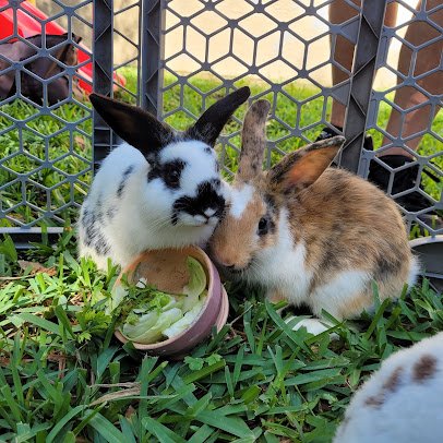 Bella's Little Farm, Mobile Petting Zoo photo 2
