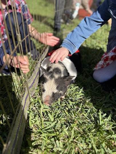 Bella's Little Farm, Mobile Petting Zoo photo 3
