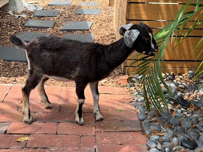 Bella's Little Farm, Mobile Petting Zoo photo 4