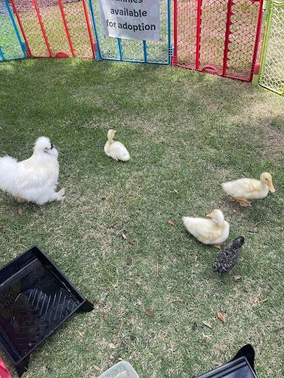 Bella's Little Farm, Mobile Petting Zoo photo 5