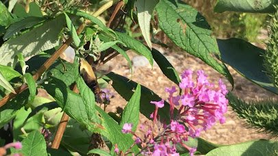Meigs Point Nature Center photo 2