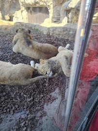 Pritzker Family Children's Zoo photo 5